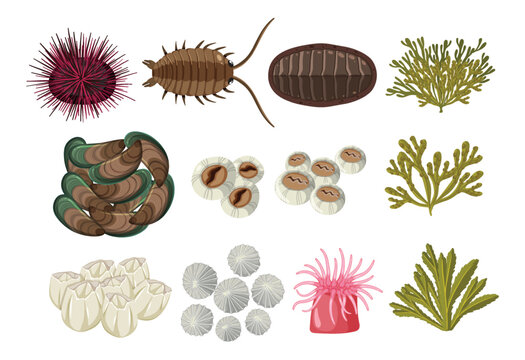 Rocky shore animals collection