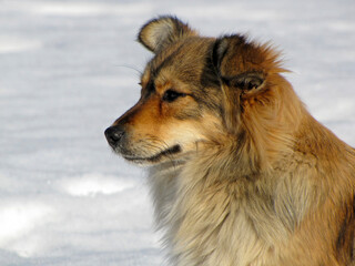 red dog sitting in the snow