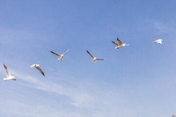 Seagulls flying against the blue sky - Powered by Adobe