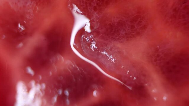 Red grapefruit parts. Close up view under the microscope.