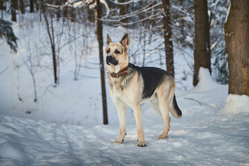 Fototapeta na wymiar Dog German Shepherd outdoors in the forest in a winter day. Russian guard dog Eastern European Shepherd in nature on the snow and white trees covered snow