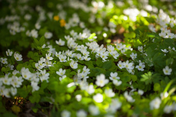 Spring flowers oxalis vulgaris in the forest, natural background, sunlight, blur, selective focus.