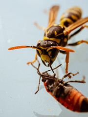 Avispa preparada para comer un insecto