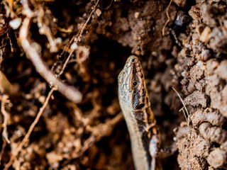 Lagartija camuflada en la tierra