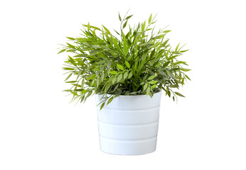 potted plant on transparent background