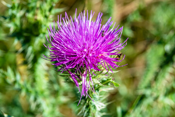 Beautiful growing flower root burdock thistle on background meadow