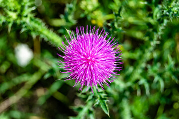 Beautiful growing flower root burdock thistle on background meadow