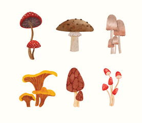  mushroom watercolor illustration