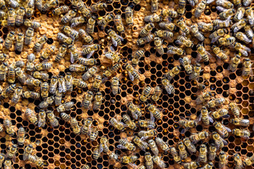 Abstract hexagon structure is honeycomb from bee hive filled