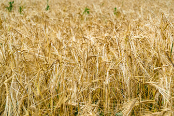 Photography on theme big wheat farm field for organic harvest
