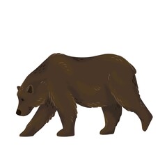 Fototapeta premium Ours brun de profil qui marche
