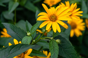 Fine wild growing flower aster false sunflower on background meadow