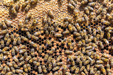 Abstract hexagon structure is honeycomb from bee hive filled