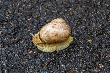 Big garden snail in shell crawling on wet road hurry home