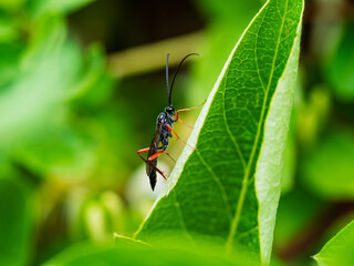 Insecto negro y rojo con antenas largas sobre una hoja verde