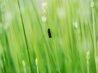 Insecto negro y rojo agarrado a una hierba con el fondo completamente verde