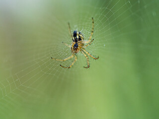 Araña sobre su tela de araña mostrando el abdomen
