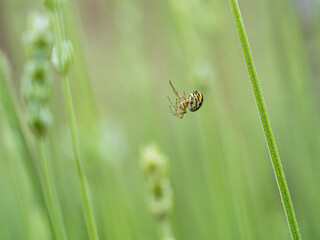 Fototapeta premium Araña negra y amarilla tejiendo su tela de araña