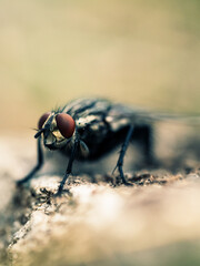 Mosca con ojos rojos macro