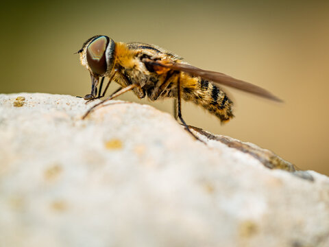 S&iacute;lfido chupando una roca