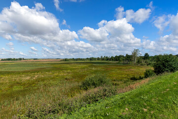 Green grass growing in the field in the summer