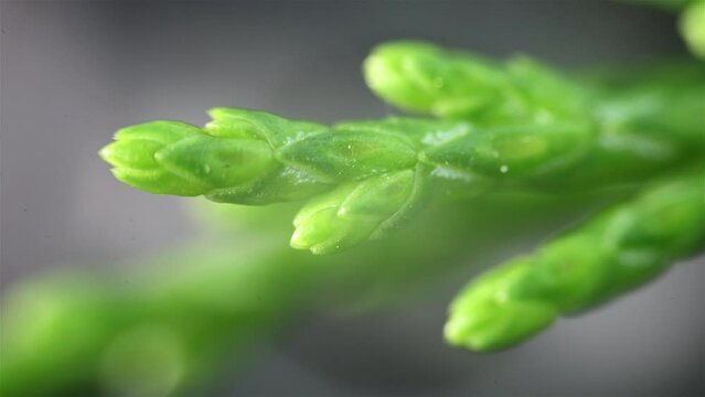 Green wheat stems. Close up view under the microscope.