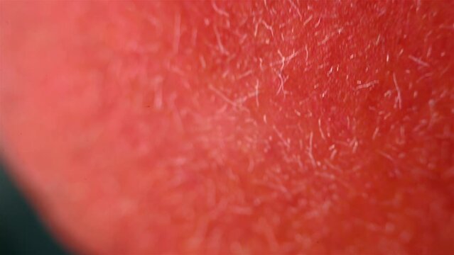 Red grapefruit parts. Close up view under the microscope.