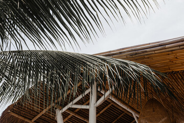 Large palm leaves on the background of a wooden roof