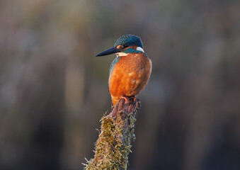Kingfisher sits on the branch 