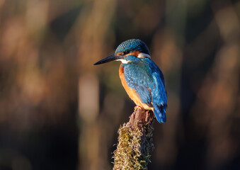 Kingfisher in the morning sun