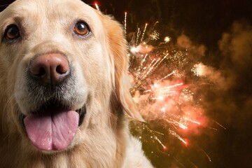 Young domestic Dog afraid of bright fireworks