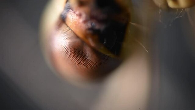 The eye of insect. Close up view of the dragonfly under the microscope.