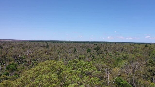 beautiful cattle in Australia  eating grass, grazing on pasture. Herd of cows free range beef being regenerative raised on an agricultural farm. Sustainable farming of food crops. Cow in field 