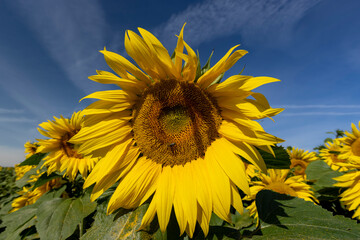 Sunflower field with flowers and bees