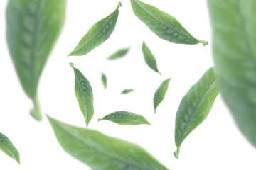 falling tea leaves on white background seen from above