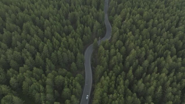 Aerial view of a vehicle driving a forest road on Etna Volcano, Catania, Sicily, Italy.
