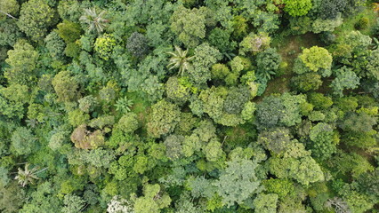 Drone photo of forest view from above with natural green background