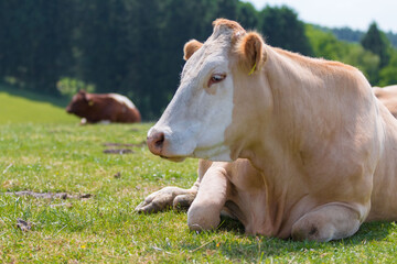 close-up of a head of a single Cattle on a green meadow