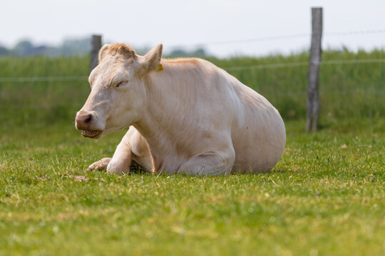 A single Cattle is resting and ruminating on a green meadow