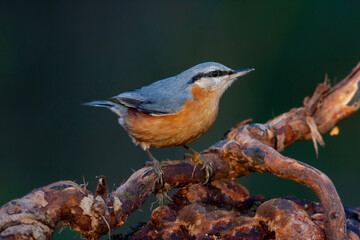 a cute beautiful bird with an orange breast, Eurasian Nuthatch, Sitta europaea, turkey