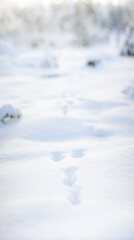 Fototapeta na wymiar Rabbit tracks in snow