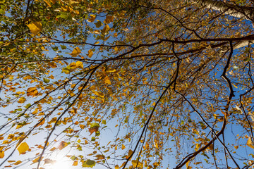 Yellowing birch foliage in October