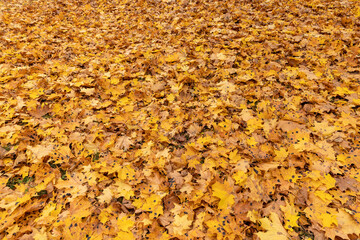 Orange maple foliage on the ground during leaf fall