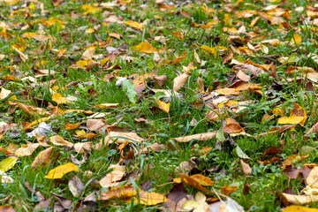 Beautiful yellow foliage of trees on green grass
