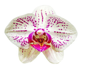 Orchid flower isolated. PNG transparency