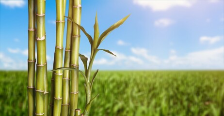 Sugar cane on plantation green background.