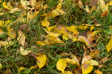 yellow foliage of trees on green grass in autumn