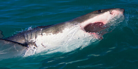 Great White Shark, Carcharodon carcharias,Gansbaai, Western Cape, South Africa, Africa