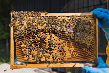 Hive frame covered with bees and honeycomb, part of the modern movable-comb hive, macro shot. Concept of nature and beekeeping.