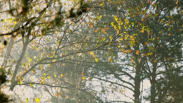 Water drops falling down of defrozen leaves by the sunlight in autumn time. 